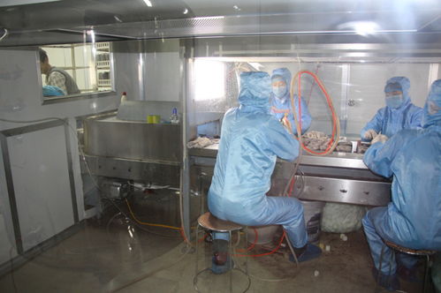 雙興新盛木耳菌包廠 優質菌包熱銷中，專業技術全程指導